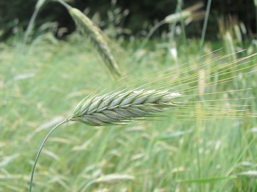 Voedwel, natuurlijk voedingsadvies, rogge